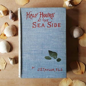 Vintage nature book on the seashore from 1907. Lovely illustrations & descriptions. Shells, crabs, jellyfish. Mermaid heaven!