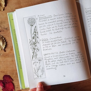Pretty book of herbs + plants. Based on a 17th century herbal. Lovely illustrations, calligraphy & recipes. Kitchen garden gem. Signed.