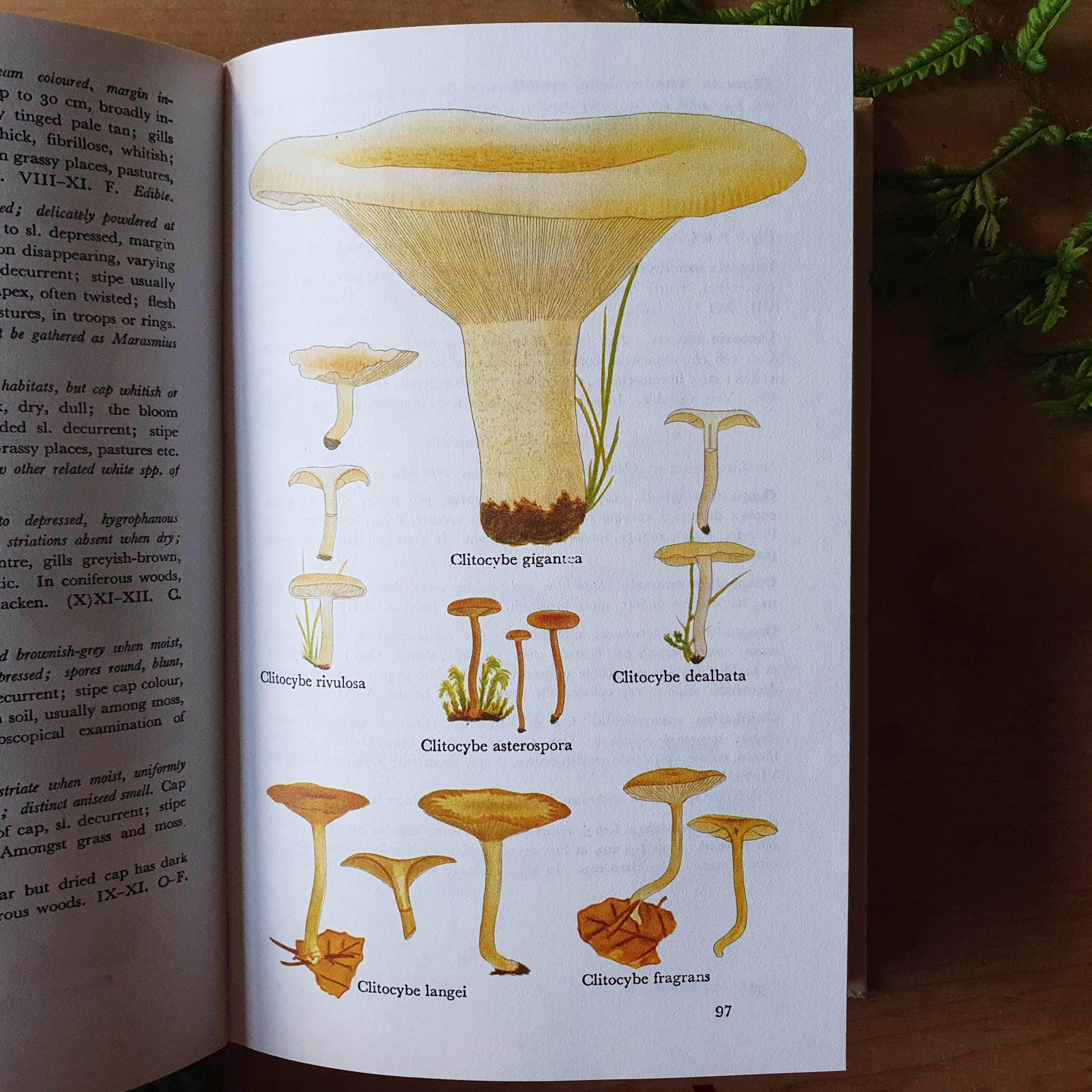 Bookmark - Mushroom Troop - Birch wood Bookmark - Mushroom Troop - Birch wood