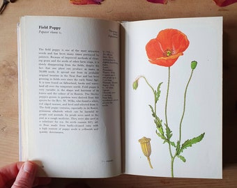 Vintage book of wildflowers. Gorgeous illustrated guide. Beautiful botanical colour plates. Nature gift.