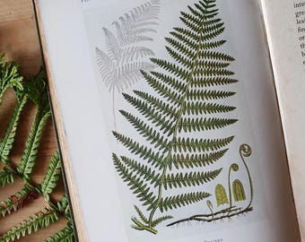 Vintage fern book 'British Ferns, club mosses and horsetails' from 1912. Peeps at Nature Series. Illustrated vintage nature book.