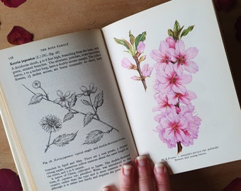 Vintage botanical book on British shrubs and trees. Pretty engravings and colour plates. Perfect gift for arty nature lovers.