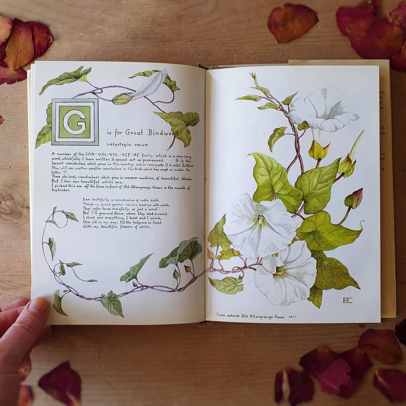 May include: Open book with botanical illustrations of white bindweed flowers and green leaves. Text includes "G is for Great Bindweed" and botanical information. The book is open on a wooden surface with scattered rose petals.