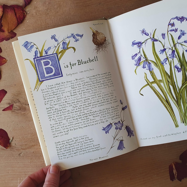 May include: An open book with a botanical illustration of bluebells. The page features the text "B is for Bluebell" in a blue square, along with detailed drawings of the flowers and their bulbs. The text describes the flower's history.
