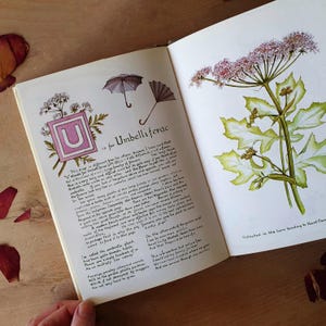 May include: An open book with botanical illustrations and text. One page features a watercolor of a plant with pink flowers and green leaves. The opposite page has text and illustrations of umbrellas and the letter "U".