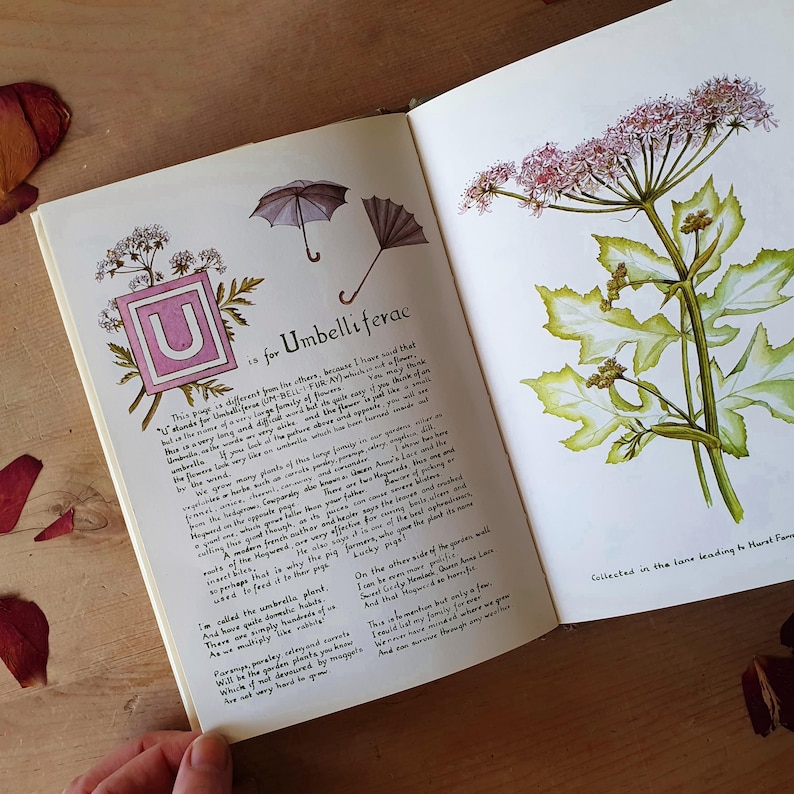 May include: An open book with botanical illustrations and text. One page features a watercolor of a plant with pink flowers and green leaves. The opposite page has text and illustrations of umbrellas and the letter "U".