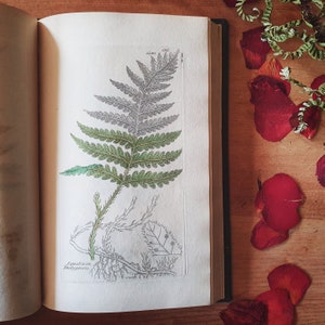 Victorian fern book with hand coloured plates. Sowerby's English Botany 1840. Very rare half leather bound vintage nature book.