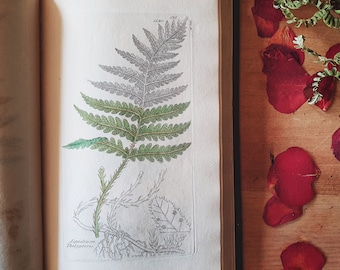 Victorian fern book with hand coloured plates. Sowerby's English Botany 1840. Very rare half leather bound vintage nature book.