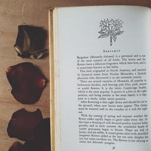 livre d'herbes vintage. Aspects culinaires, parfumés et médicinaux des herbes communes. Joyau du potager. Recettes !