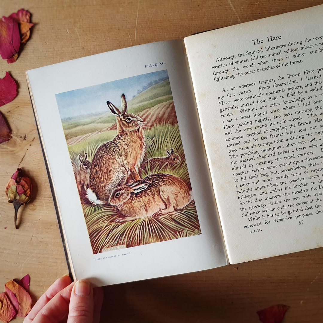 Vintage Animal Book 'british Land Mammals and Their Habits' From 1911 ...
