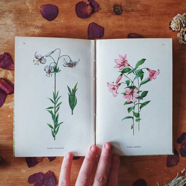 Book of Lilies. Pretty vintage flowers book from the 1940s. Detailed full page botanical illustrations. King Penguin series.