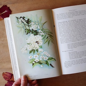 May include: A vintage book open to a page with botanical illustrations of the Rose Family. The page shows detailed drawings of white flowers, green leaves, and a bee. Text describes the plant species, including Sweetbriar and Eglantine.