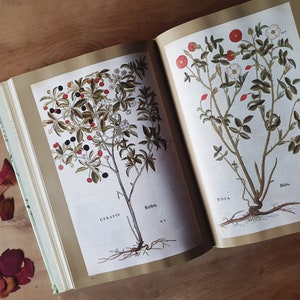 Huge vintage book of old herbal illustrations. Botanical art bible! Herbal anthology. An arty, gothic kitchen garden gem.