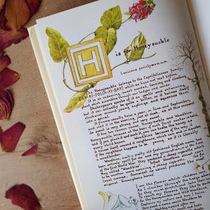 May include: An open book page with botanical illustrations and text. The page features an illustrated letter "H" for Honeysuckle, with accompanying text describing the plant's characteristics and history. The page is surrounded by dried rose petals.