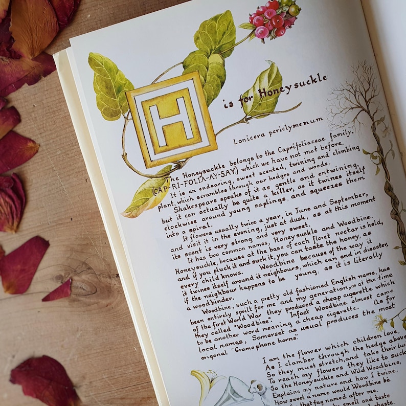 May include: An open book page with botanical illustrations and text. The page features an illustrated letter "H" for Honeysuckle, with accompanying text describing the plant's characteristics and history. The page is surrounded by dried rose petals.
