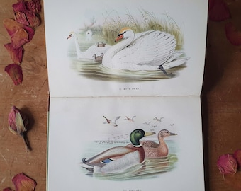 Libro vintage de aves británicas. Preciosas ilustraciones a toda página. Colección de la serie King Penguin, edición de principios de 1939.
