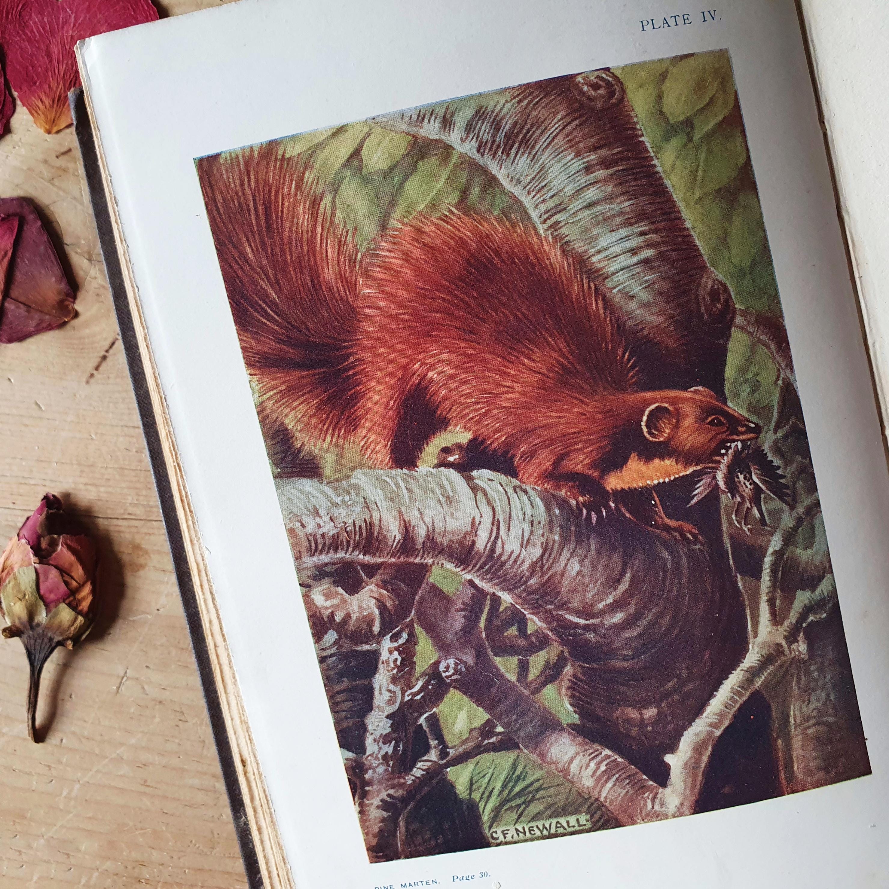 Vintage Animal Book 'british Land Mammals and Their Habits' From 1911 ...