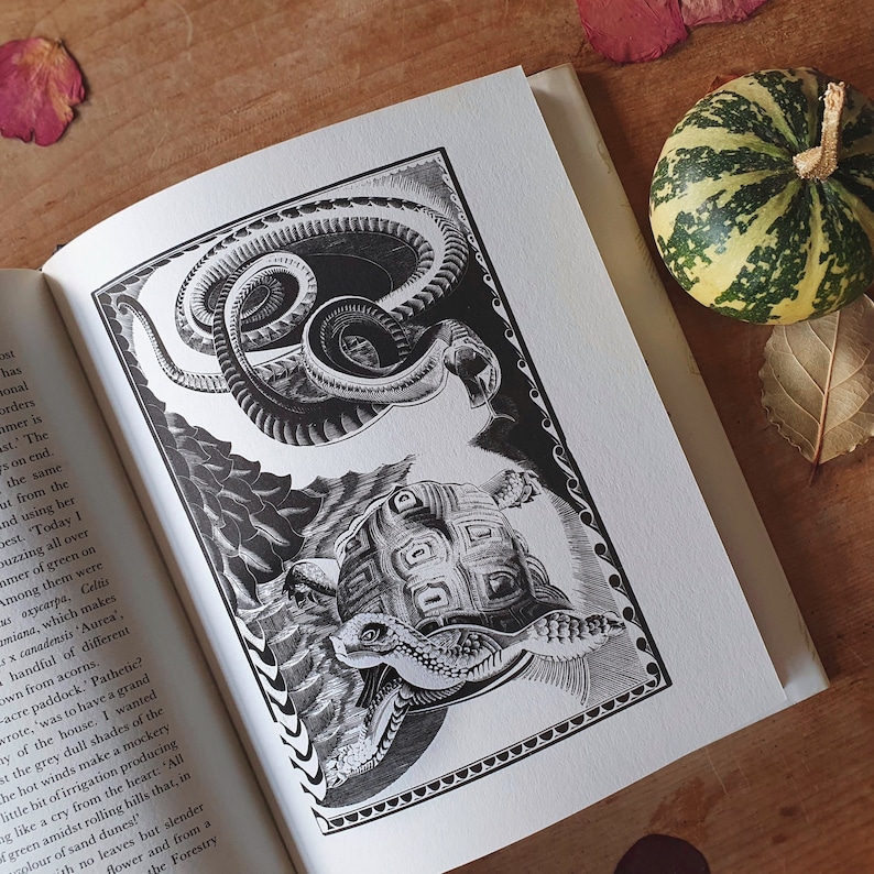 May include: An open book with a detailed black and white illustration of a snake and a turtle. The illustration is framed with a decorative border. A small decorative pumpkin and leaves are on the wooden surface.