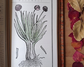 Garden folklore book in old herbal style. Arty garden gift. Pretty illustrations and wisdom. A kitchen garden gem.