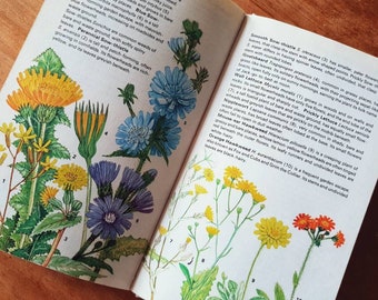 Vintage book of wildflowers. Gorgeous illustrated guide by Marjorie Blamey & Richard Fitter. Beautiful botanical colour plates. Nature gift.