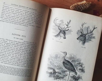 The Natural History of Selborne. Scarce colour plates copy! Perfect for natural history fans & old England lovers.