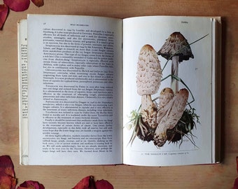 Vintage mushroom book. A scarce attractive guide to all things fungi. Beautiful pictures, lots of detail. One for forest floor lovers.