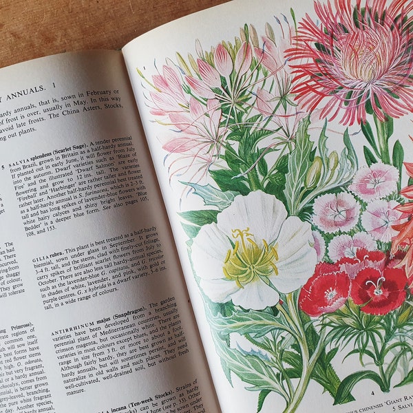 Vintage illustrated book of Garden Flowers. Bright & cheerful illustrations. Packed with colour + joy! One for your arty garden pal.