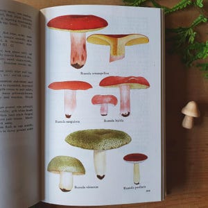 Vintage Mushroom Guide: 1970s Nature Book with Color Illustrations