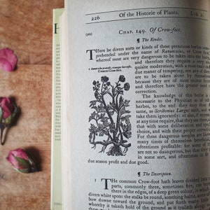 livre vintage d'utilisations de fines herbes et de plantes. Folklore, aspects culinaires et médicinaux des plantes. Livre élisabéthain « Gerard's Herbal ». Gothique ! Gravures sur bois !