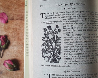 Vintage book of herbal & plant uses. Folklore, culinary + medicinal aspects of plants. Elizabethan book 'Gerard's Herbal'. Gothic! Woodcuts!