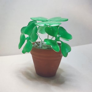 Könnte beinhalten: Eine kleine Topfpflanze mit leuchtend grünen, herzförmigen Blättern. Die Pflanze steht in einem terrakottafarbenen Topf, der mit kleinen, weißen Kieselsteinen gefüllt ist. Die Blätter haben eine glänzende Oberfläche, und die Pflanze ist ein dekorativer Artikel.