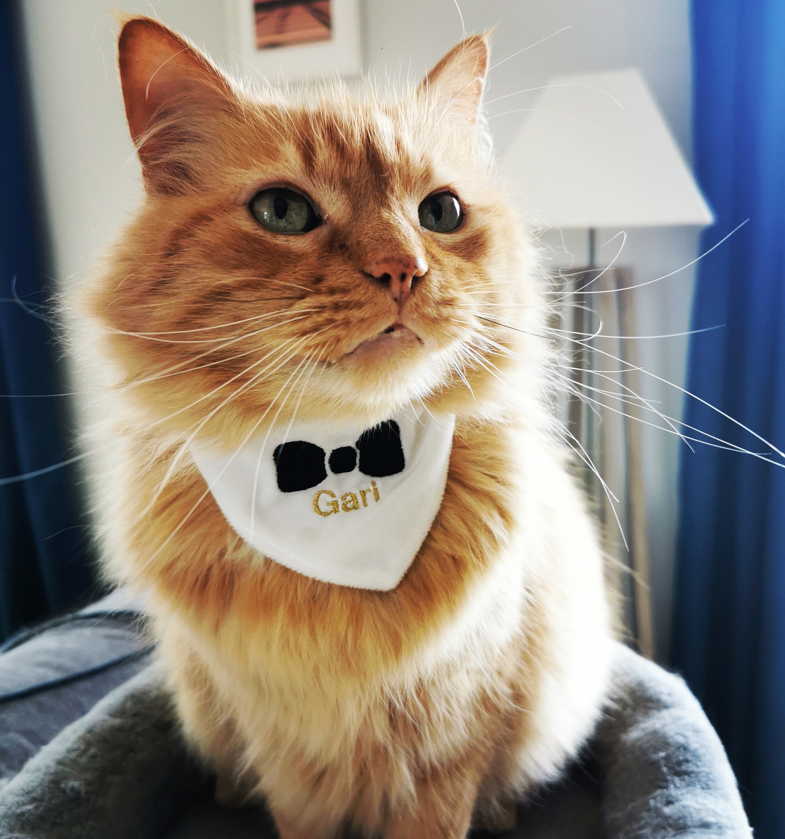 Bandana Brodé Noeud Papillon avec Nom Pour Chat.