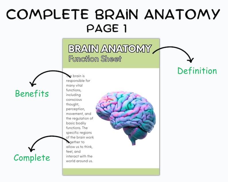 May include: A colorful illustration of the human brain with the text "Brain Anatomy Function Sheet" and the words "Benefits", "Complete", and "Definition" on the page.