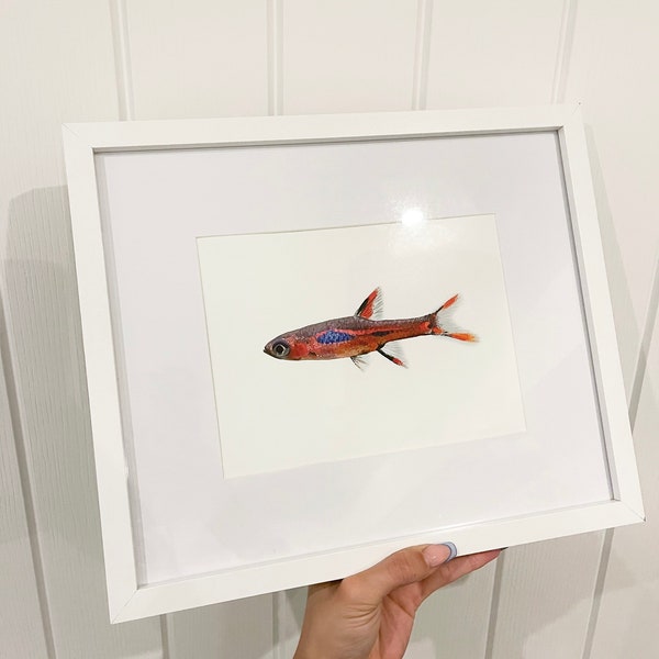 Chili Rasbora Framed Digital Art | Boraras Brigittae Tropical Fish Portrait | Framed Digital Art | Tropical Digital Art | Fish Digital Art |