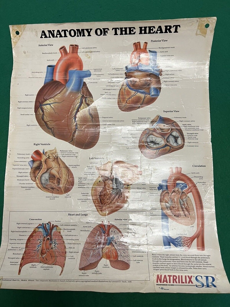 Vintage American Anatomy of the Heart Poster - Etsy
