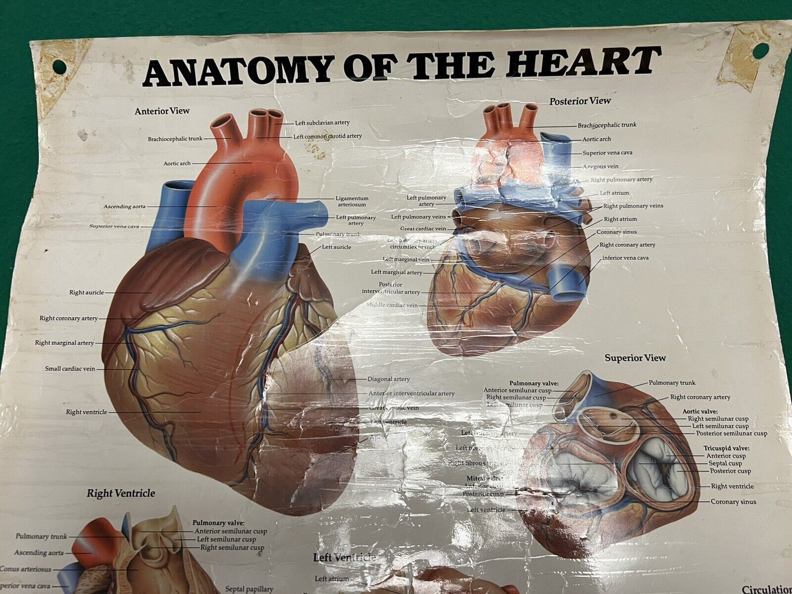 Vintage American Anatomy of the Heart Poster - Etsy