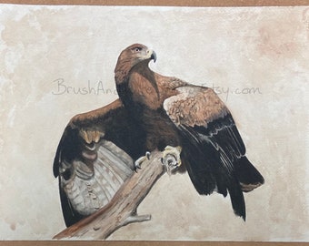 Golden Eagle watercolor print - 8” x 10”