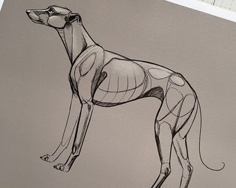 May include: A black and white line drawing of a greyhound dog standing on a light grey background. The drawing shows the dog's musculature and skeletal structure. The artist's signature, "Dominika Olszewski", is in the bottom left corner of the image.