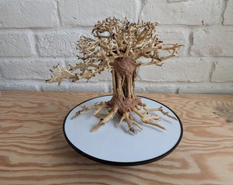 Aquarium Bonsai Tree