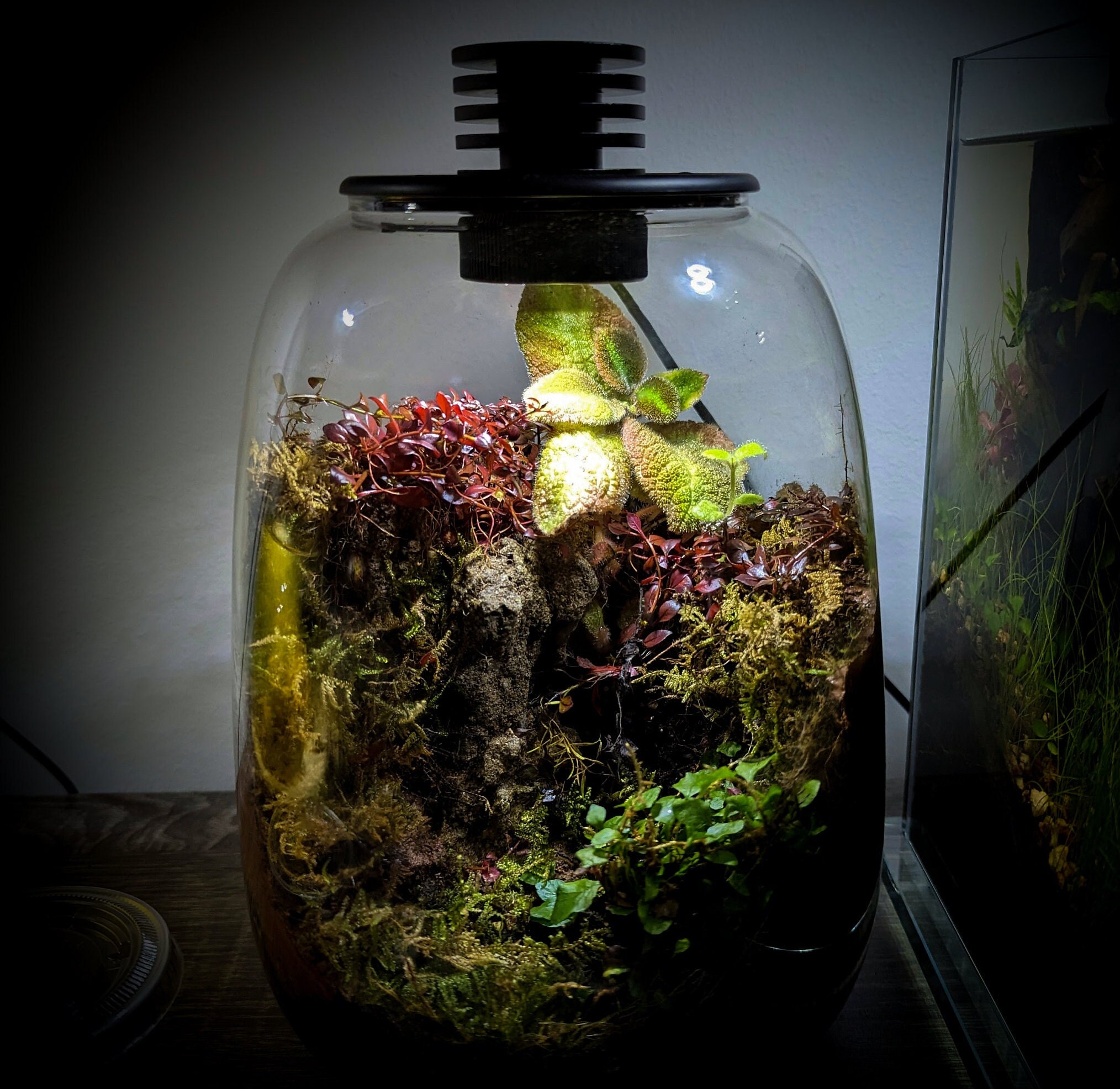 Aquatic Ecosphere  Plants in jars, Plant aesthetic, Terrarium plants