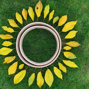 Ash Drum Hoops