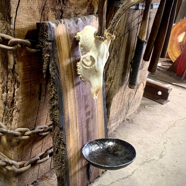 AVAILABLE NOW! - Roe deer skull candleholder/wall sconce on live edge Black Walnut, with Hand Forged bowl.