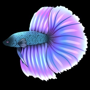 Custom Betta Fish Portrait Commision