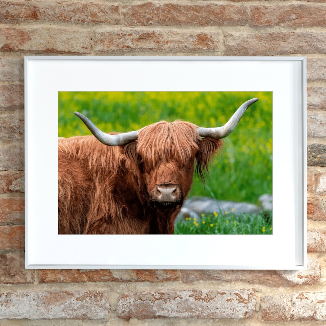 Highland Cow of Western North Carolina Asheville Highland Cattle Farm