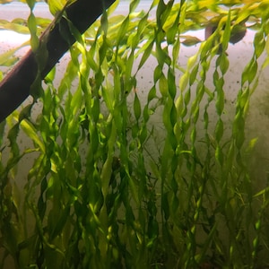 May include: An image of aquatic plants with long, twisted green leaves. The plants are densely packed, creating a textured appearance. A dark brown branch is visible at the top, and the background is a light, slightly blurred colour.