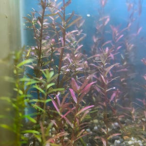 May include: An underwater view of aquatic plants with reddish-purple and green leaves. The plants are in a fish tank with a blue background and small pebbles at the bottom. The plants have long stems and small leaves.