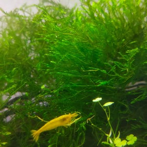 Java Moss|| aquarium plant