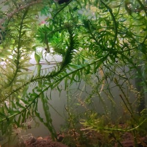 Elodea Aquarium Plant Cutting: