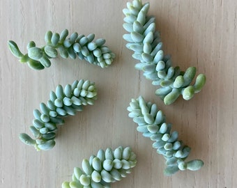 Burro's Tail Cuttings | Sedum Morganianum Cuttings