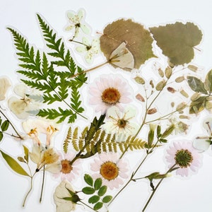Translucent Cream White Flower Stickers - Long Floral Stem - For Crafting, Journals!  #0223